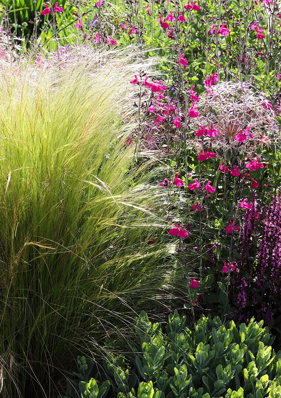 garden border in summer