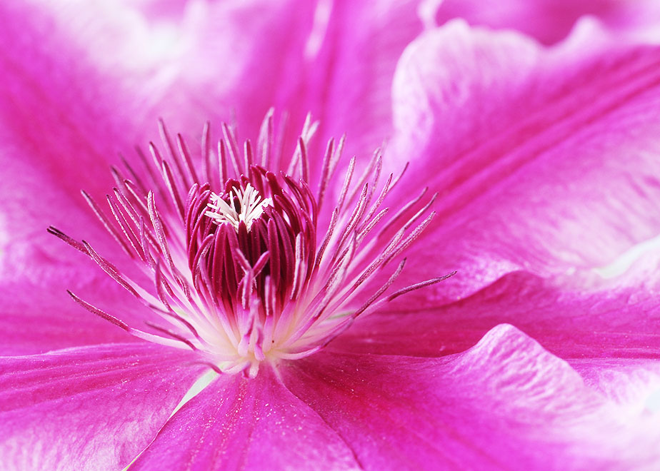 clematis flower close-up