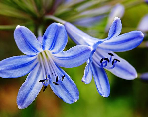 Blue agapanthus flowers