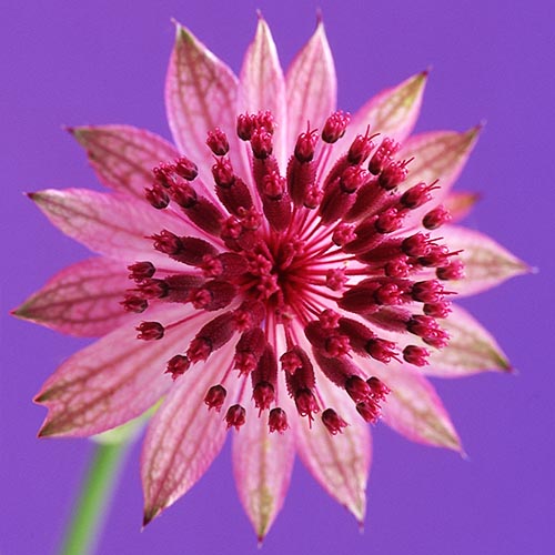 Pink astrantia