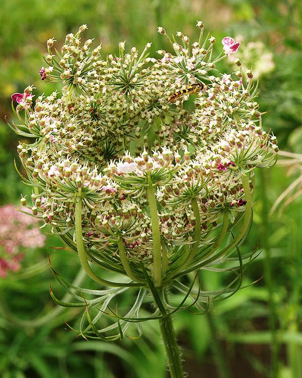 Daucus carota (wild carrot)