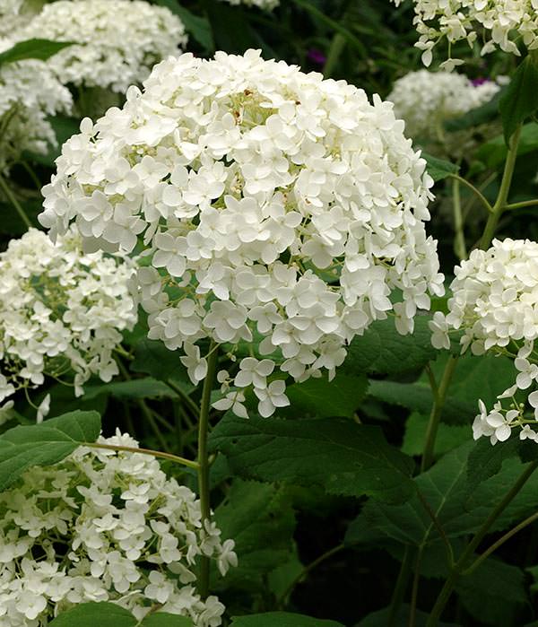 white hydrangea