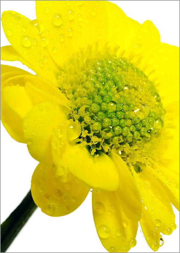 yellow chrysanthemum with water drops
