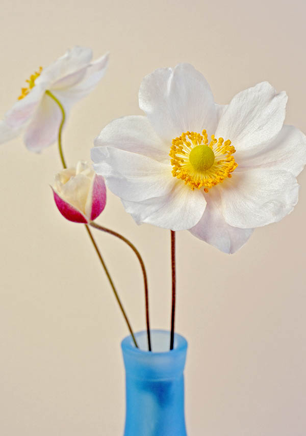 White Japanese anemones