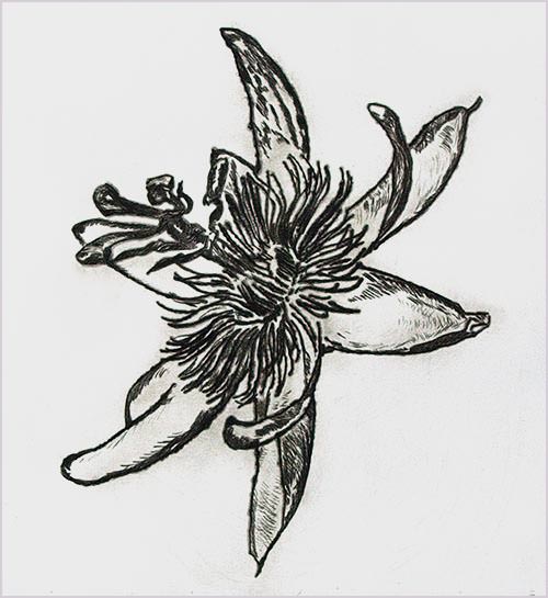 Drypoint print of a passionflower
