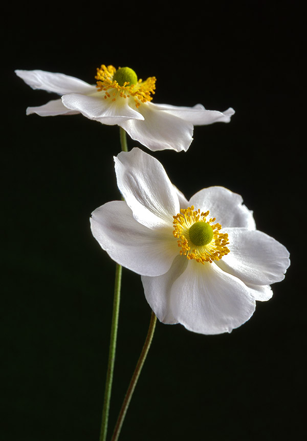 White Japanese anemones against a dark background.