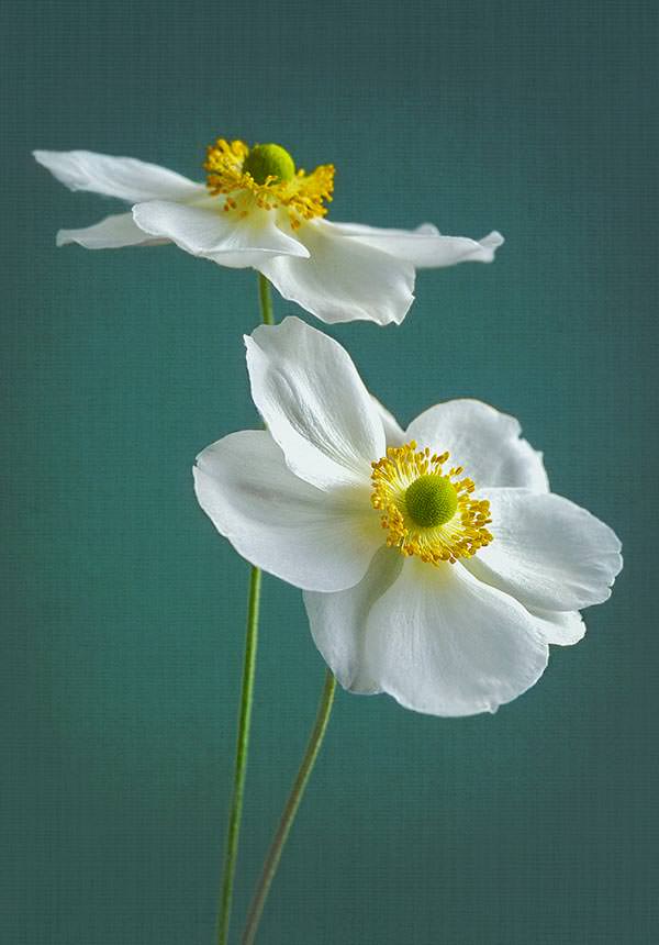 White Japanese anemones against teal background