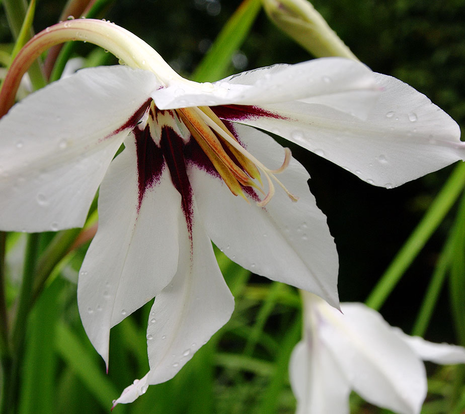 Acidanthera murielae (aka Gladiolus callianthus)