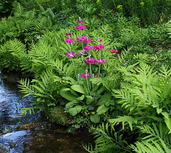 A candelabra primula growing by the water