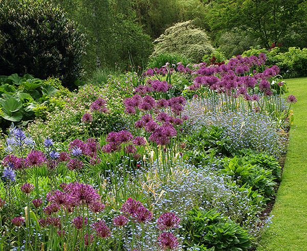 Alliums and forget-me-nots in a border