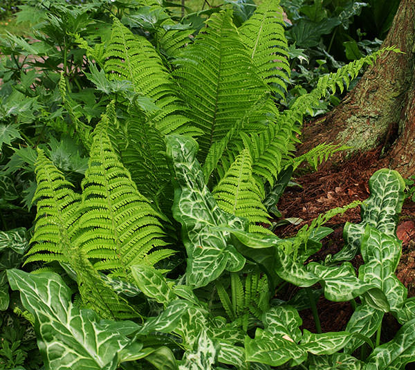 Arum italicum 'Pictum' echoes the shape of the fern but has a contrasting texture and markings.