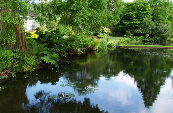 Water garden at the Beth Chatto Gardens