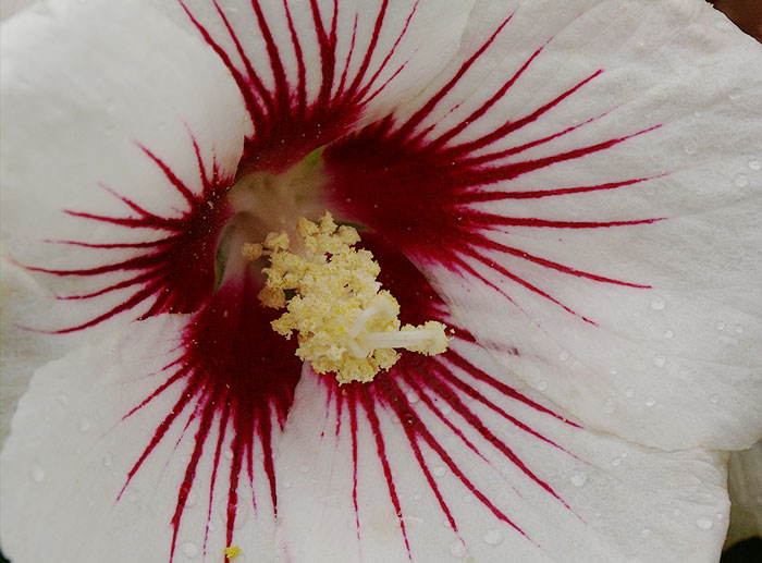 White Hibiscus syriacus with red markings