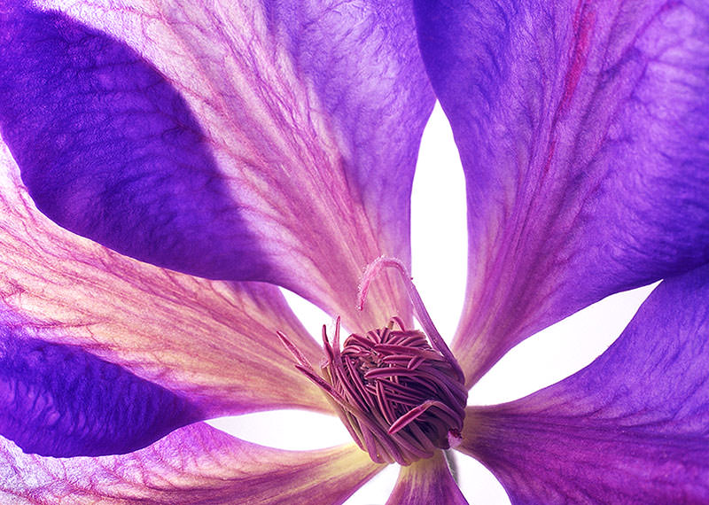 Translucent purple clematis