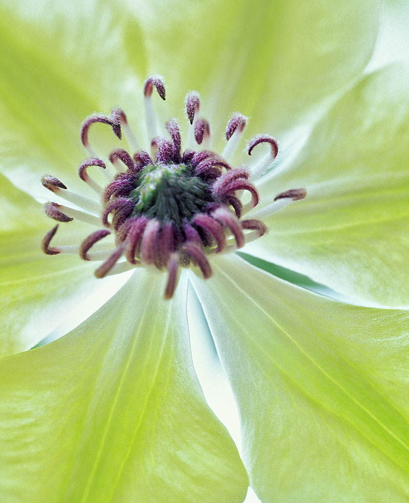 Clematis lit to exaggerate the colour