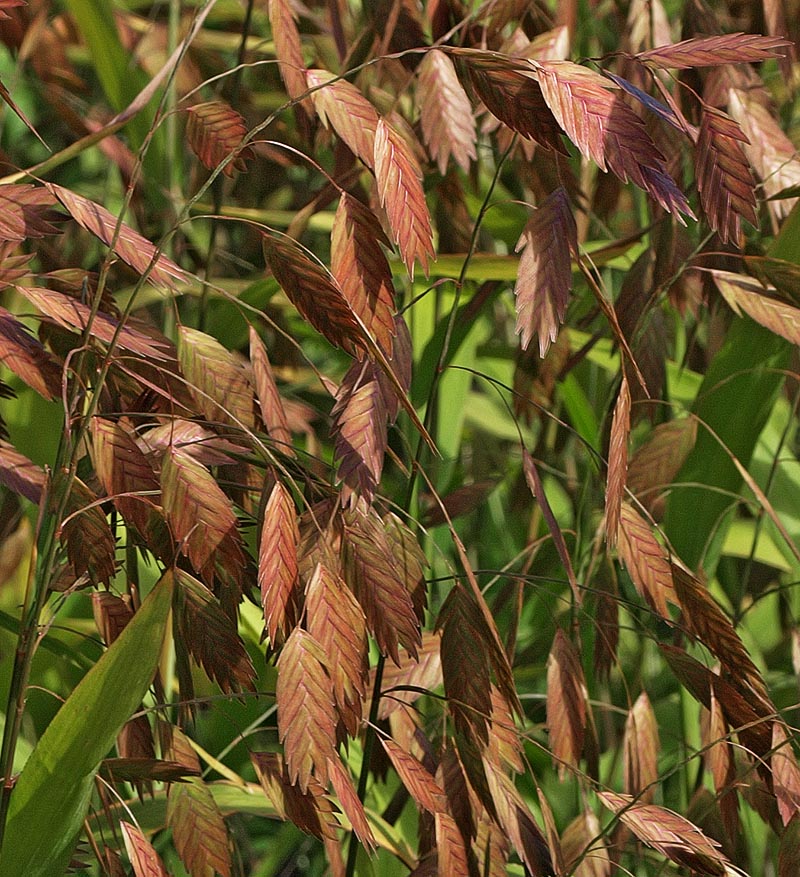 Chasmanthus latifolium