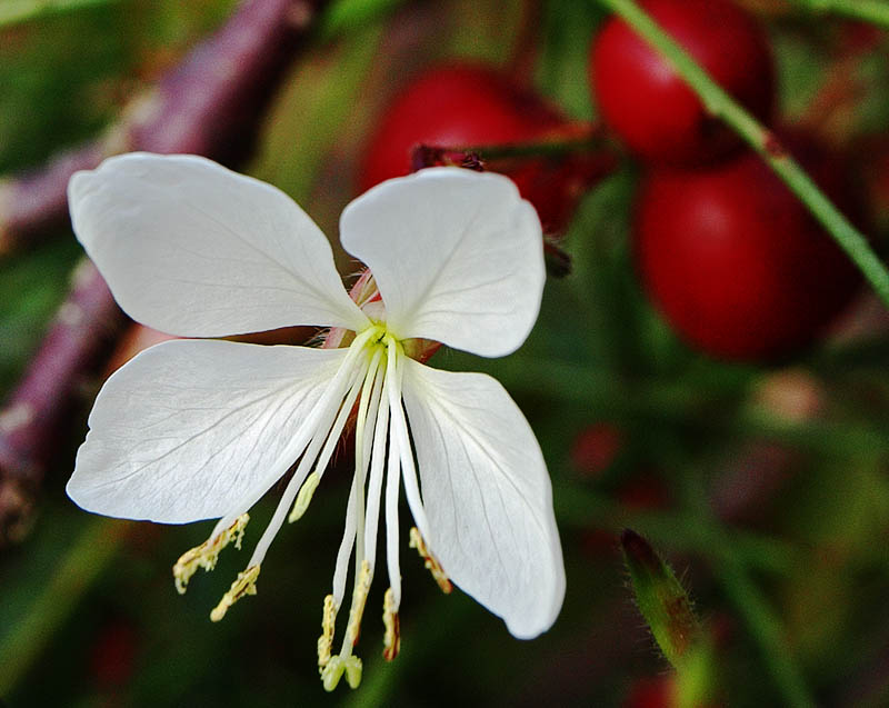 Gaura linderheimeri flower