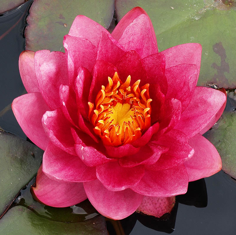 pink waterlily