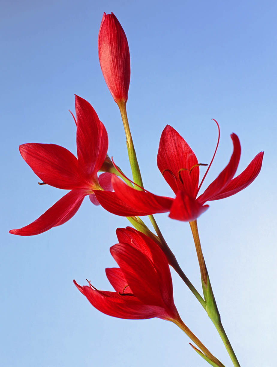 Hesperanthus coccinea 'Major'