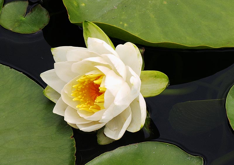 white waterlily