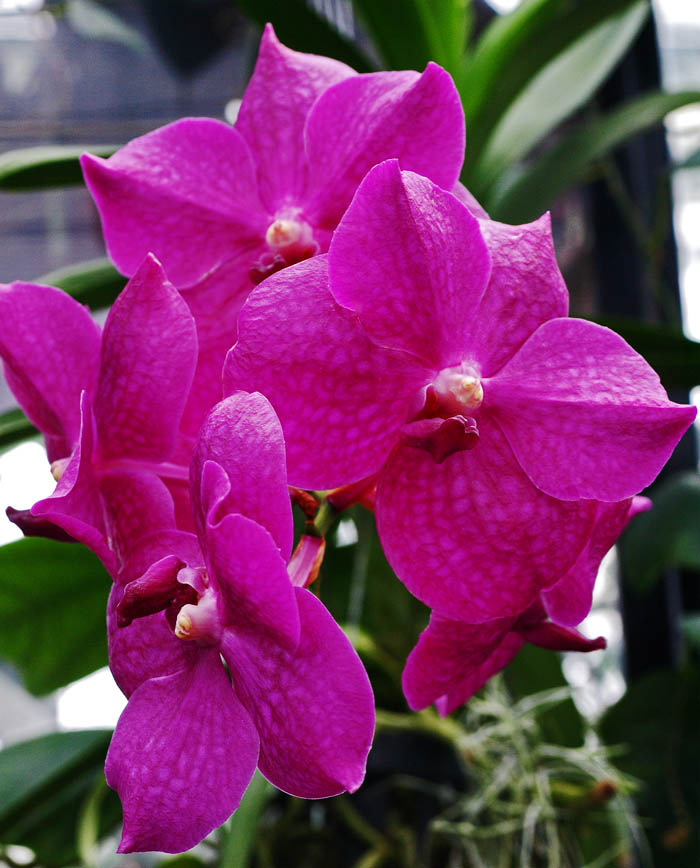 Magenta Vanda Orchid