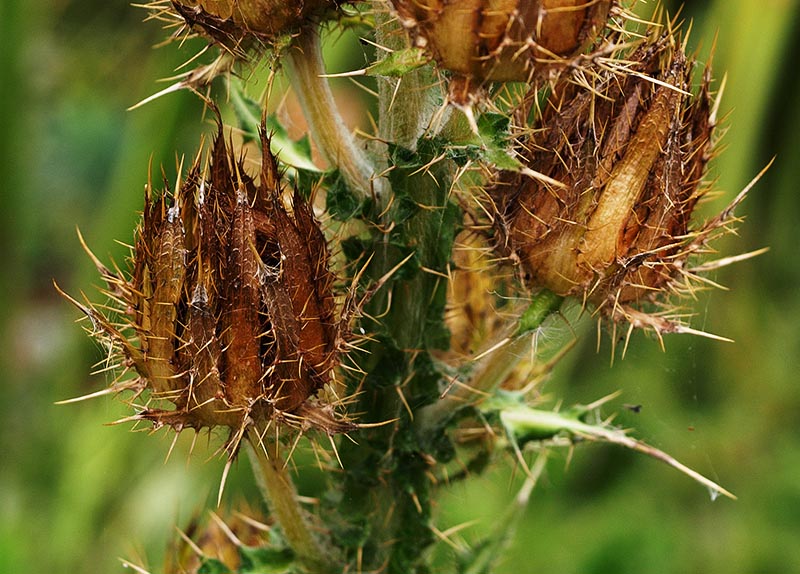 prickly seed-head