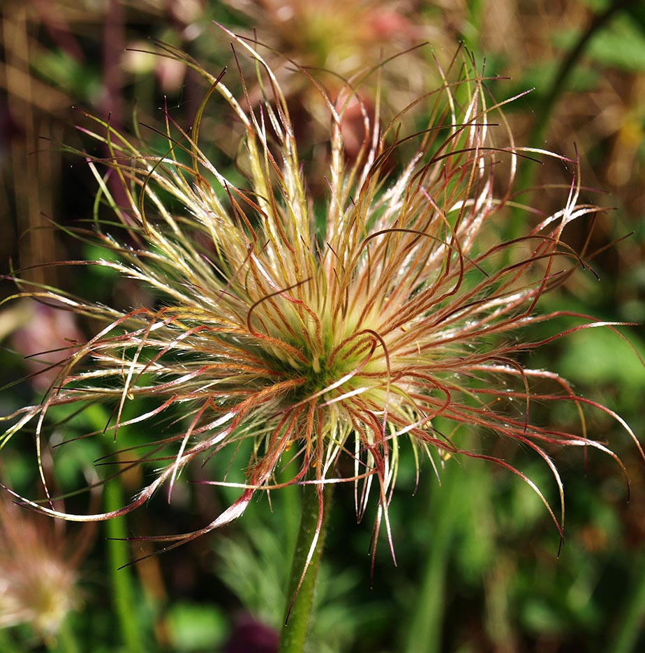 Pasque flower (Pulsatilla) seed-head
