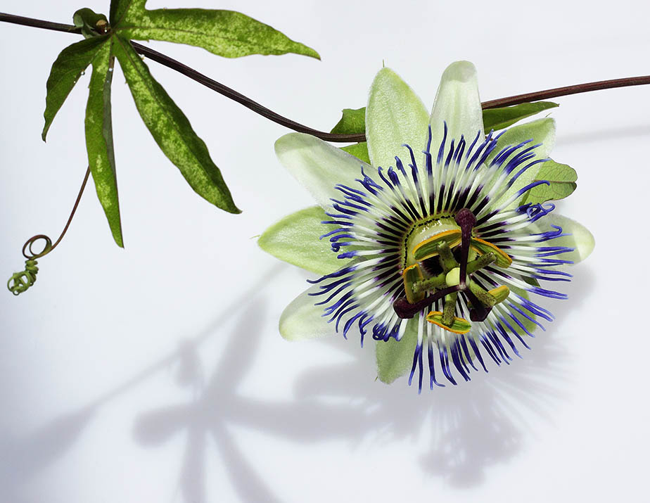 The blue passionflower - Passiflora 'caerulea'