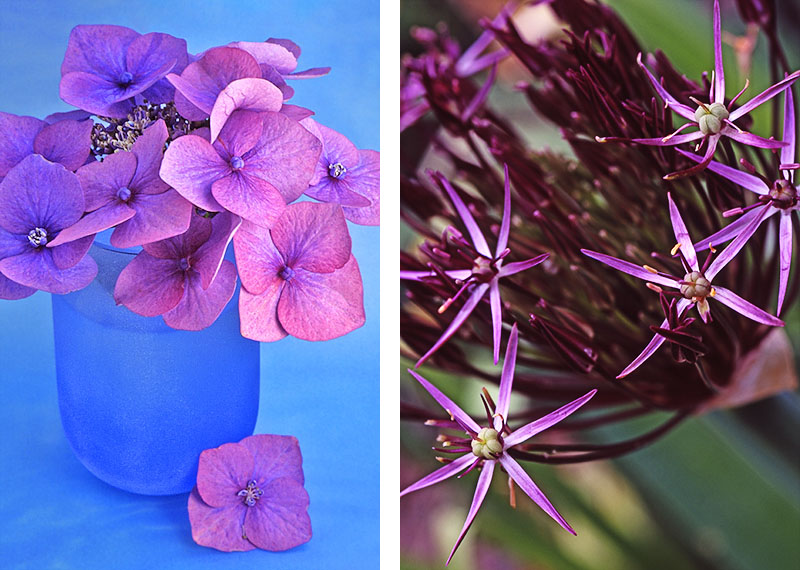 Left: Hydrangea Right: Allium