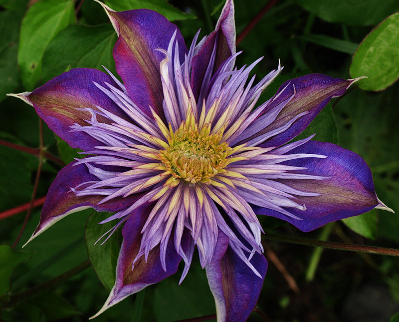 Clematis 'Crystal Fountain' flower
