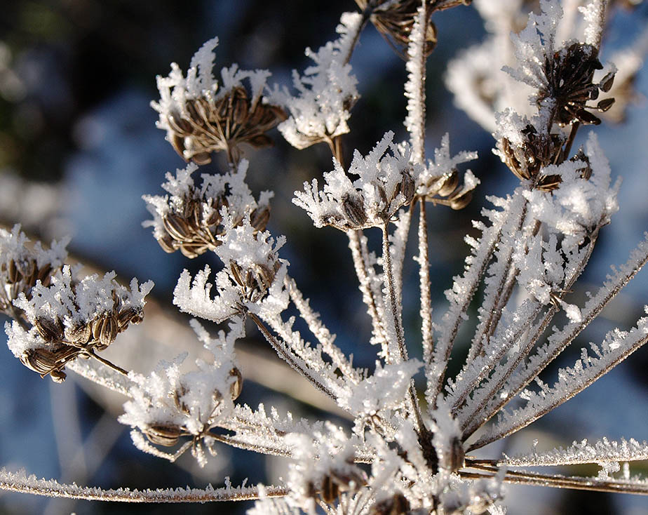Frosted fennel seed-head