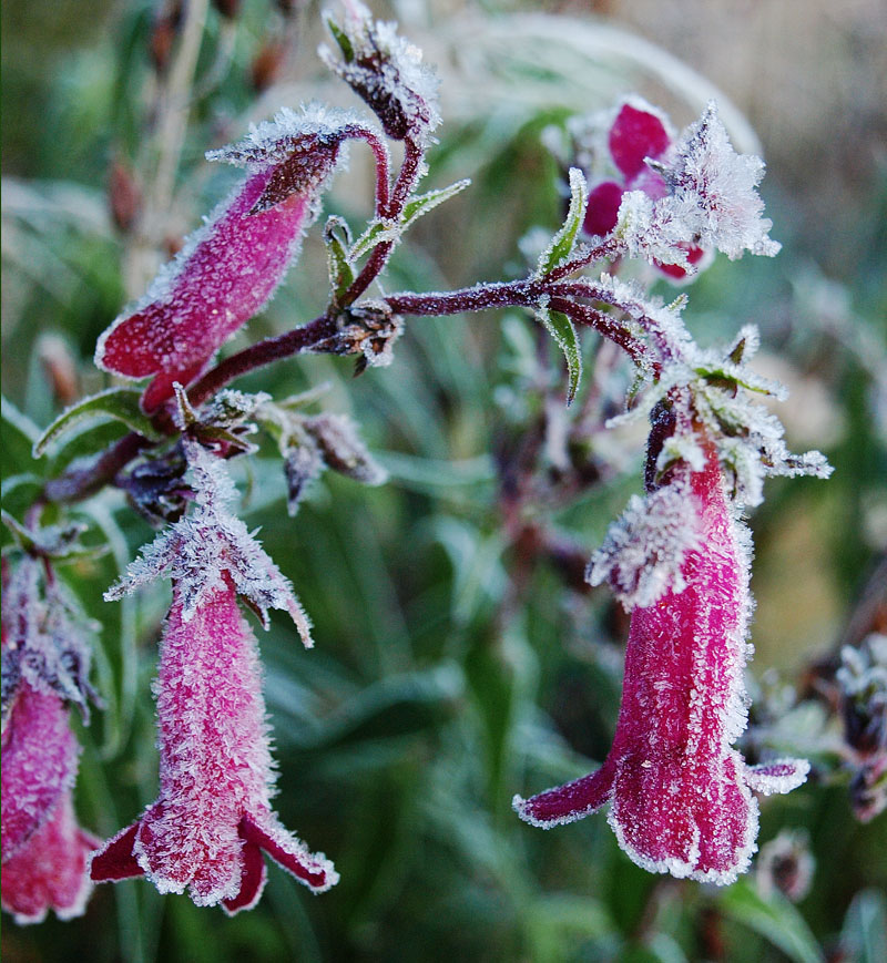Frost-covered penstemon flowers.