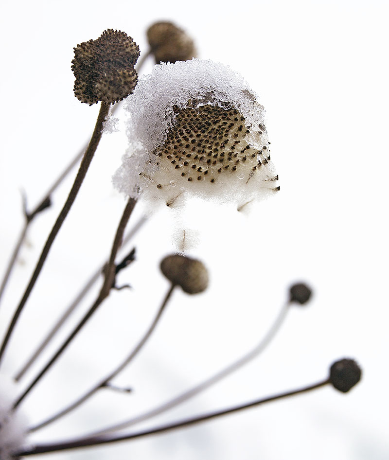 Anemone seed-head capped with snow.