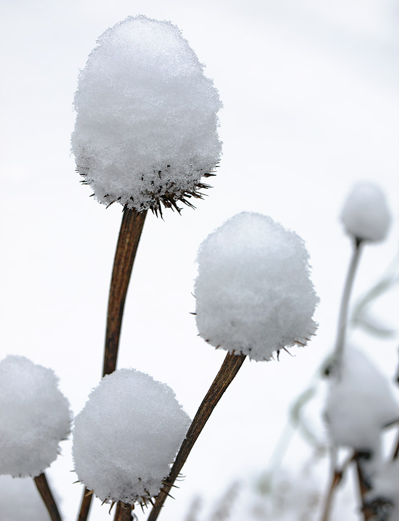 Snow-covered Echinacea seed-heads.