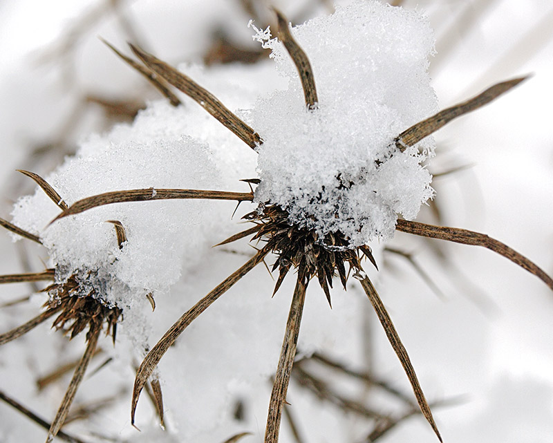 Snow-covered Eryngium seed-heads