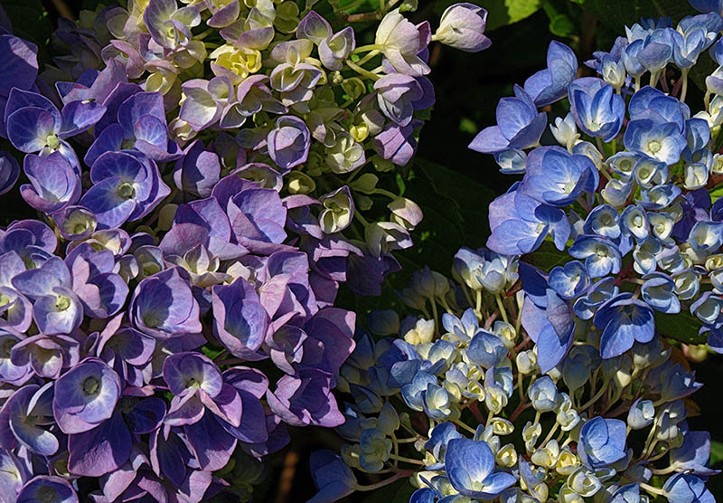 Purple and blue hydrangeas.