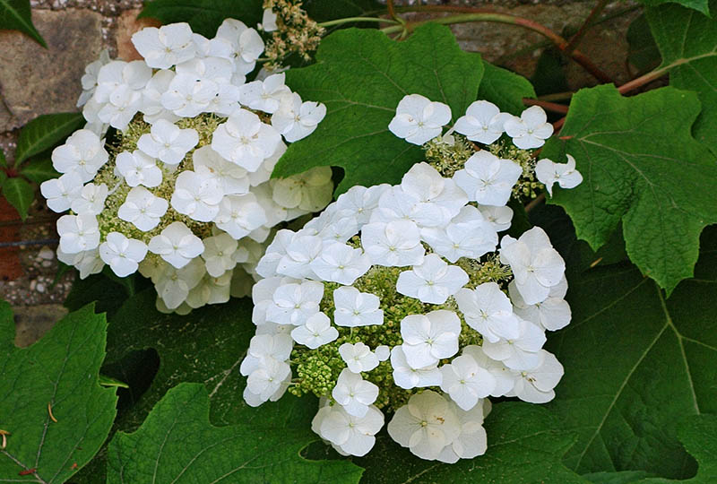 White oakleaf hydrangea