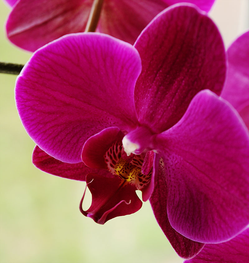 Macro photo of a dark-magenta moth orchid