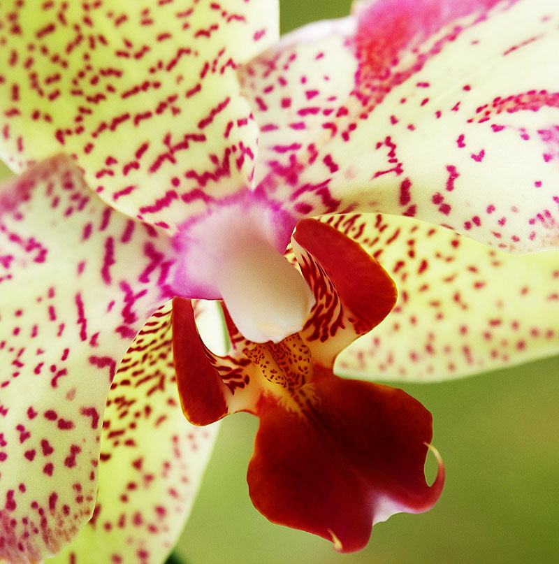 Macro photo of a pale green orchid with pink spots.
