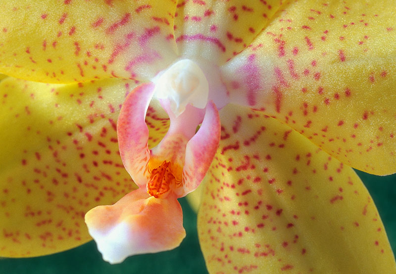 Macro photo of a yellow moth orchid