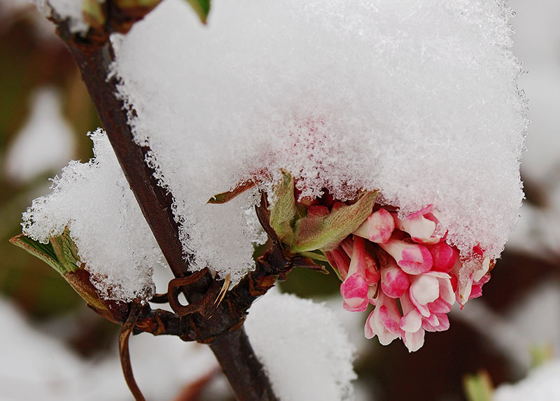 Snow-covered Viburnum bodnantense flower.