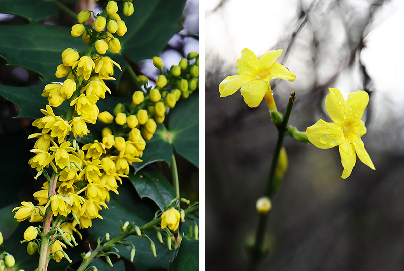 Mahonia (left) and winter jasmine (right).