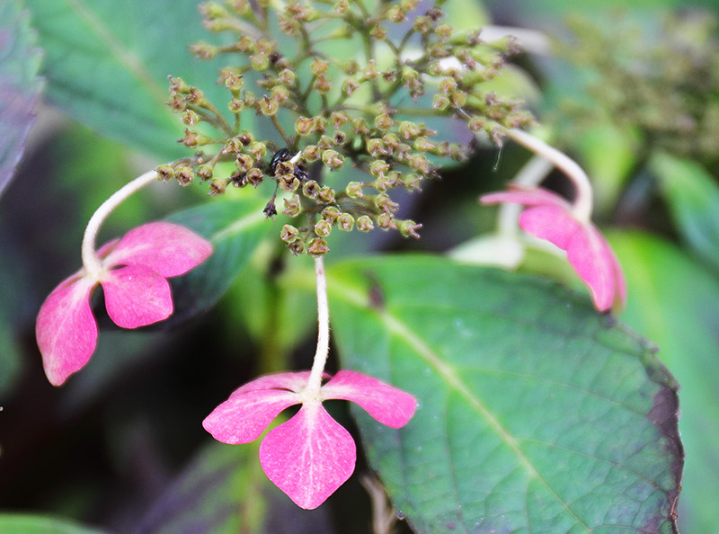 Hydrangea flowers in winter.