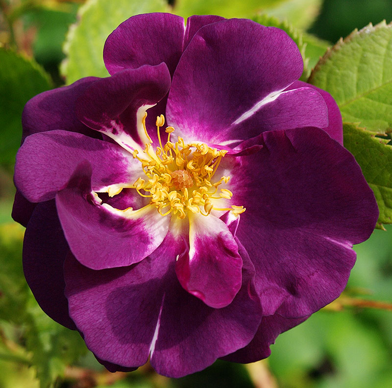 Rose 'Rhapsody in Blue'