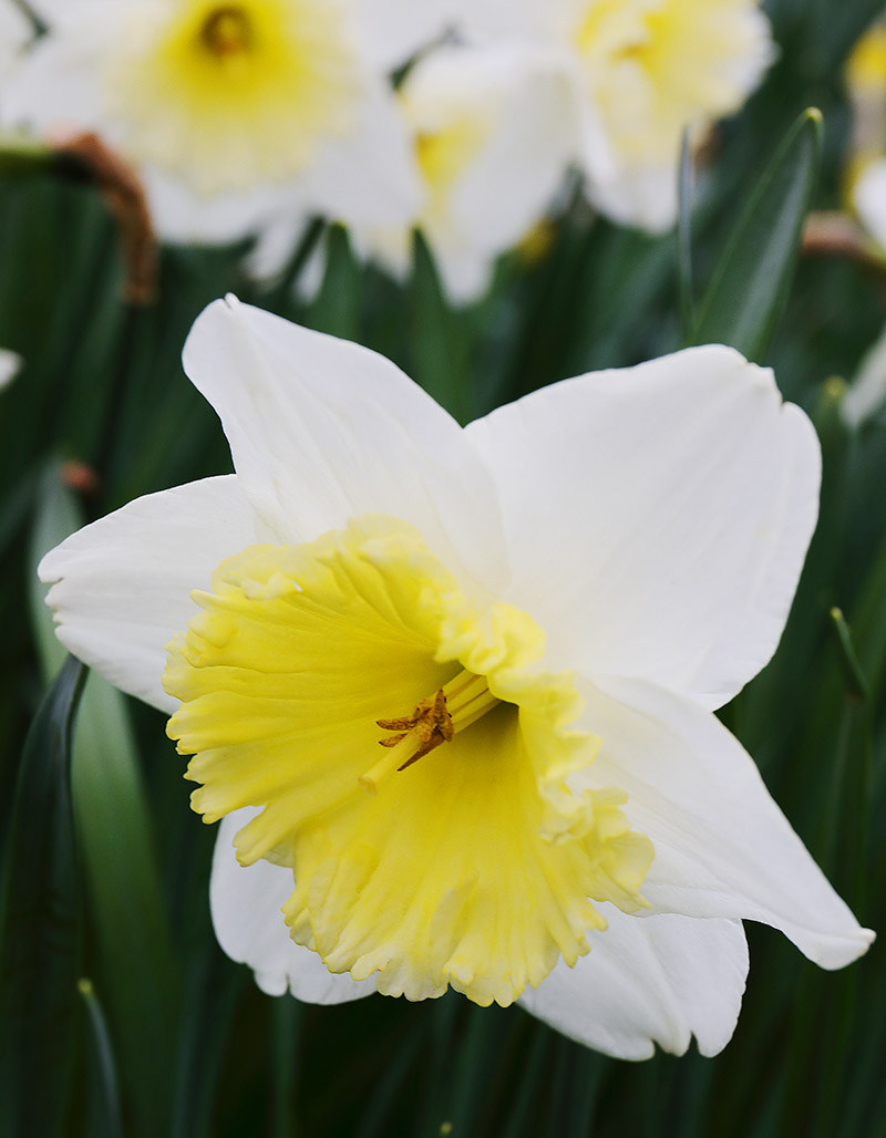 'Ice Follies' daffodils