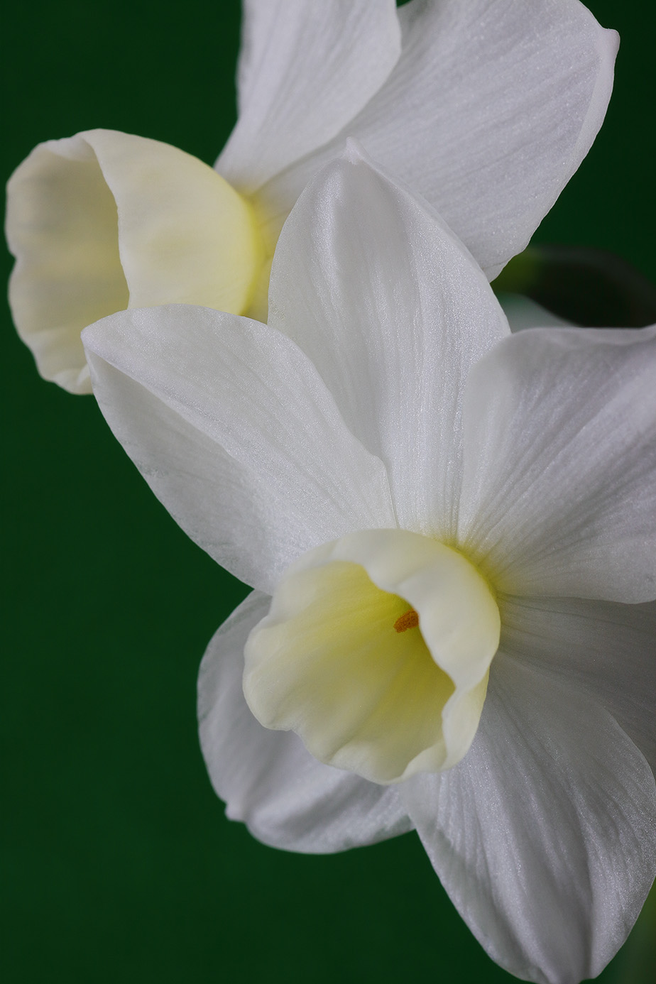 Scented 'Paperwhite' Daffodils