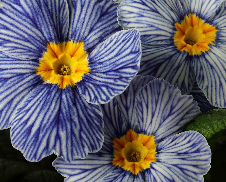 Blue-veined flowers of primrose 'Zebra Blue'.