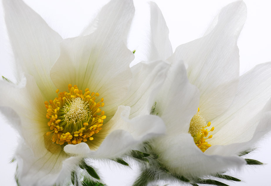 White Pulsatilla vulgaris (Pasque Flower)