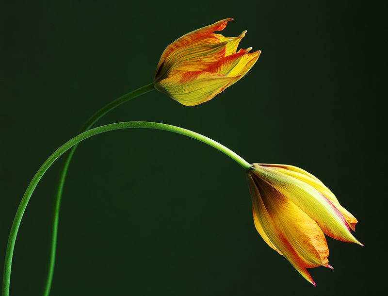 Striped flowers of tulipa orphanidea 'Flava'