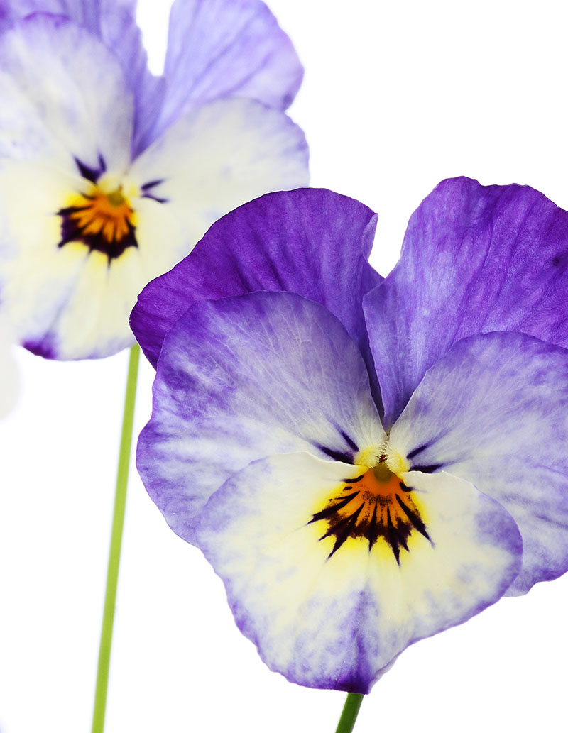 High-key photograph of violets.